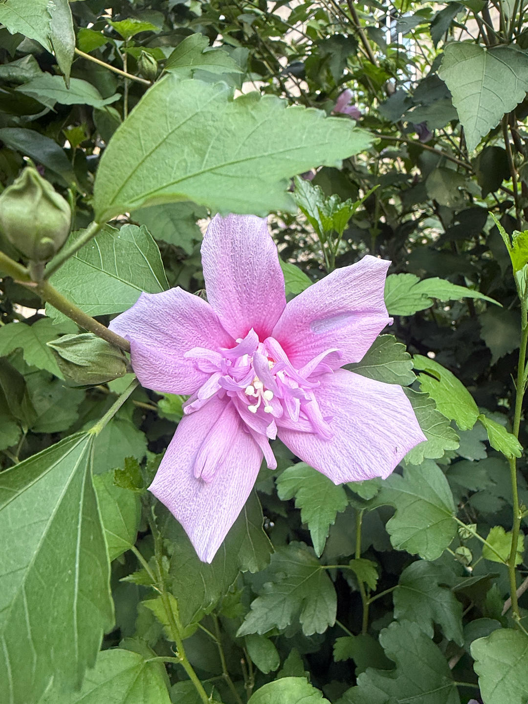 木槿花开微微一笑