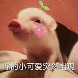 猪猪pig爱love美食