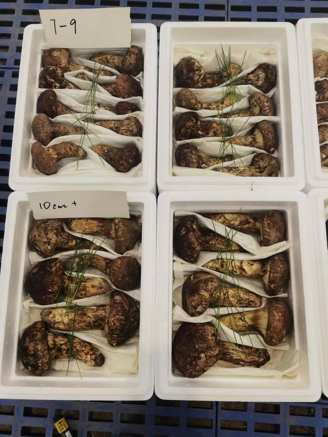 松茸炖鸡（含松茸保存方法）
