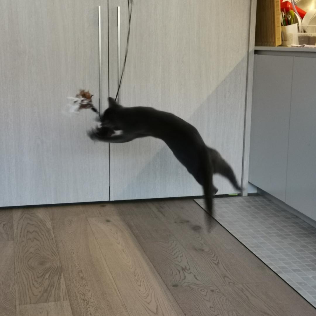 会做饭的猫仙