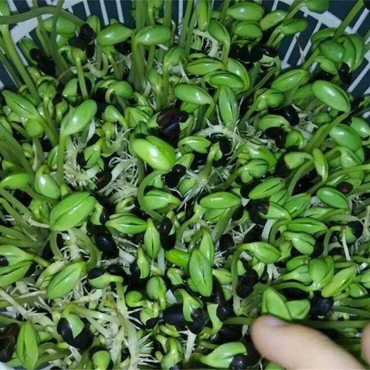 自发黑豆豆芽