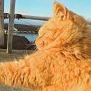 猫侍大人