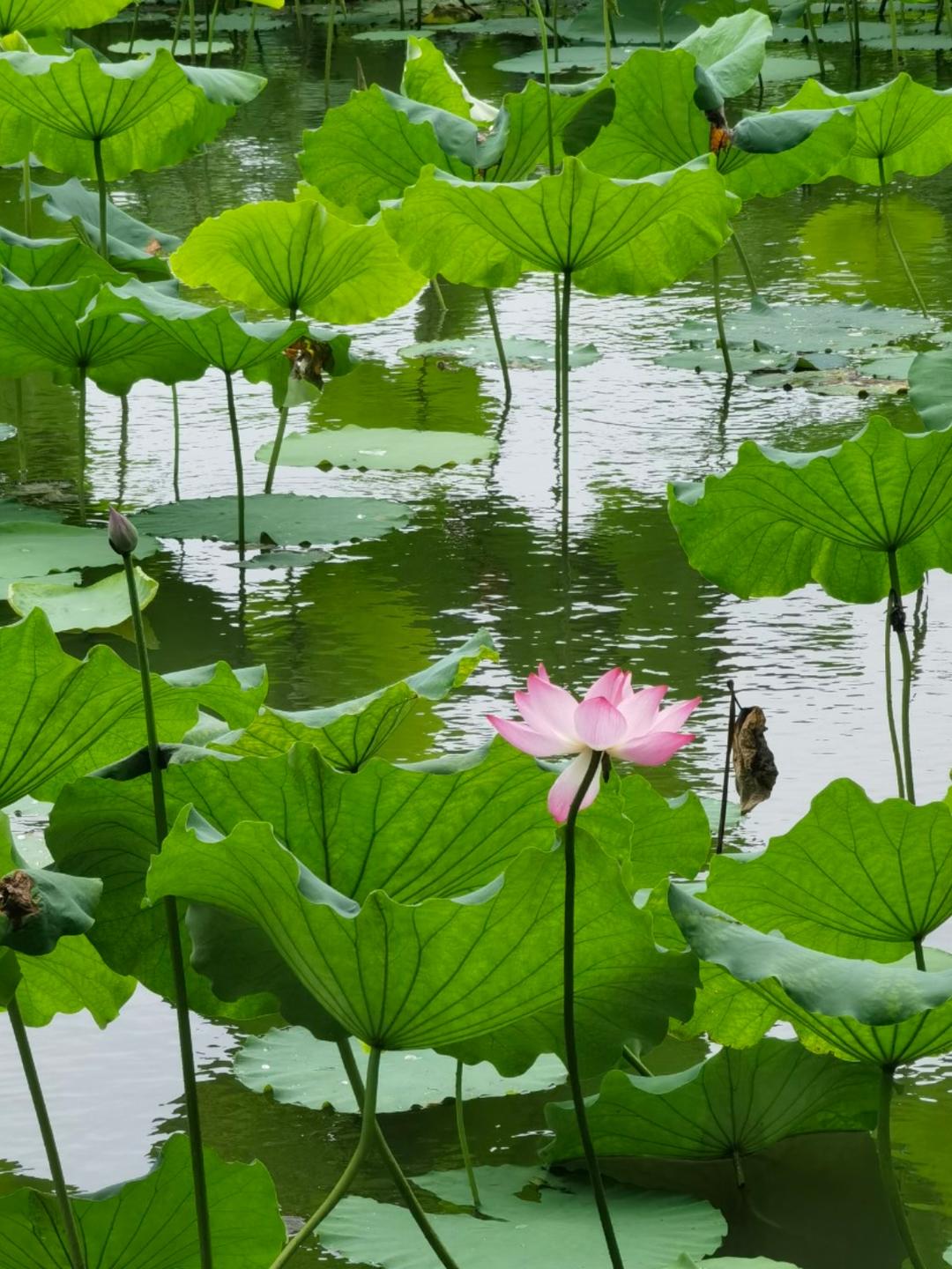 岁月风禾