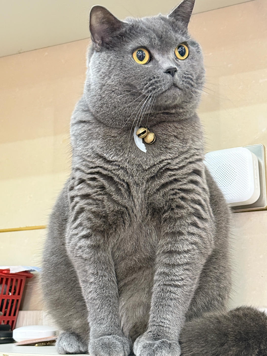 包爷他妈