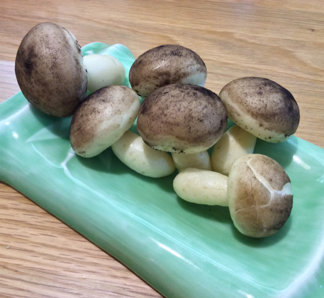 蘑菇包