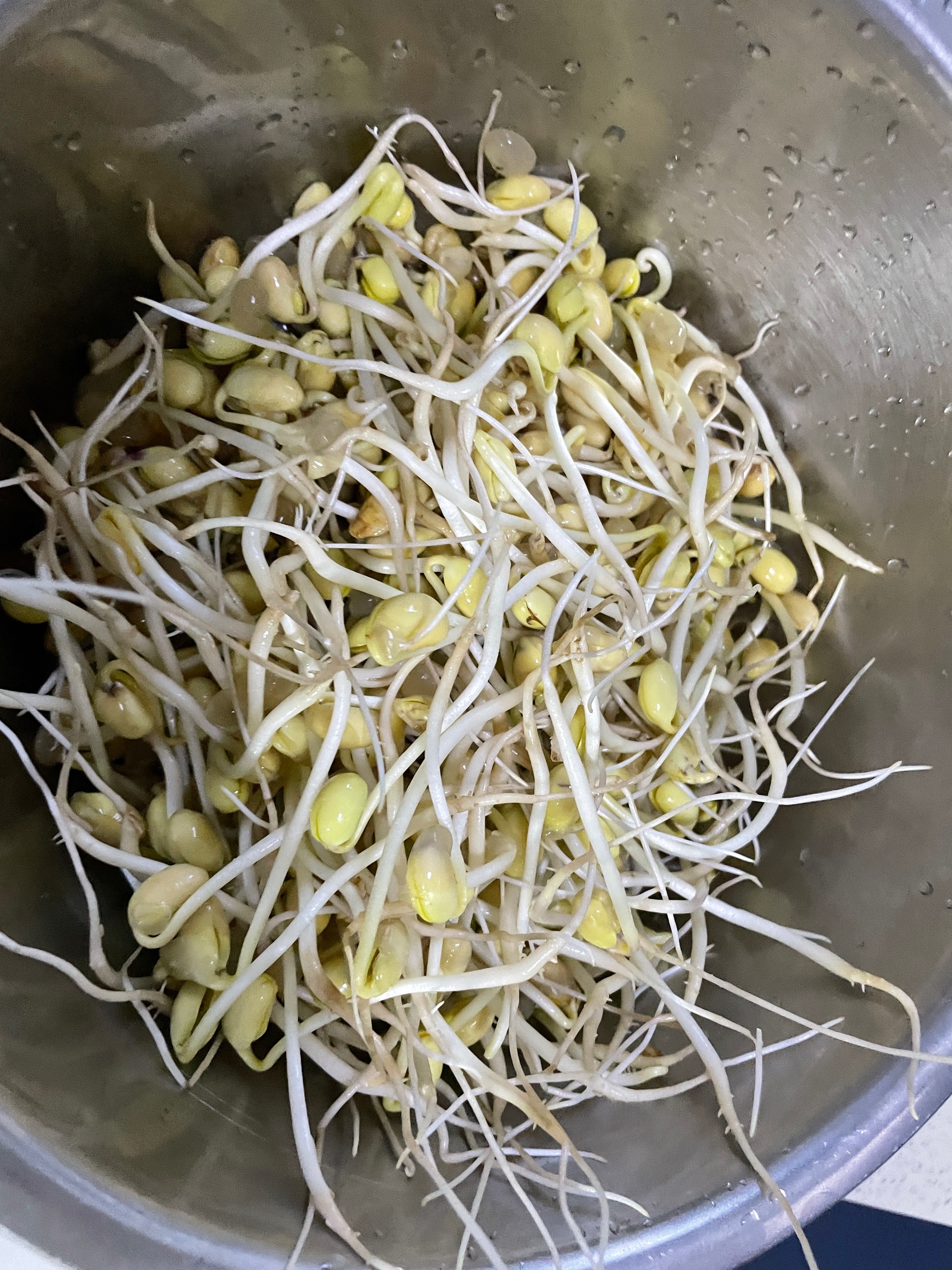 自制黄豆芽的做法