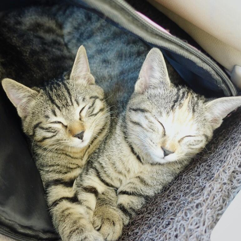 吃葡萄的蜗牛牛