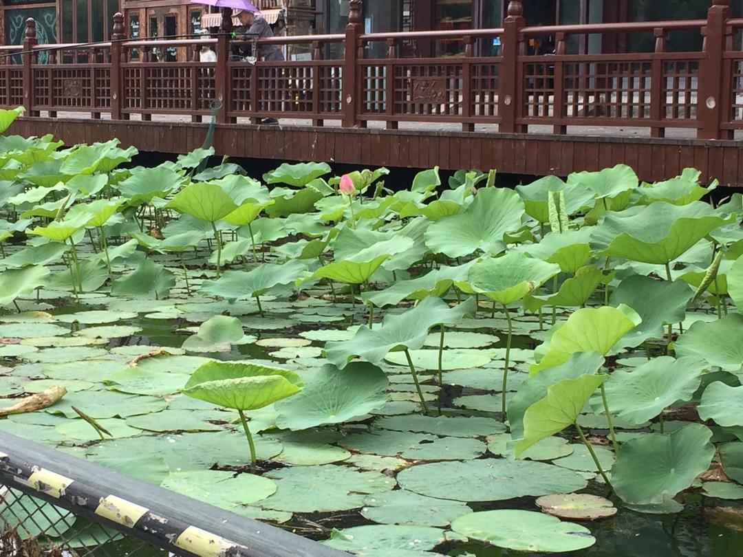 青井老师的原味戚风
