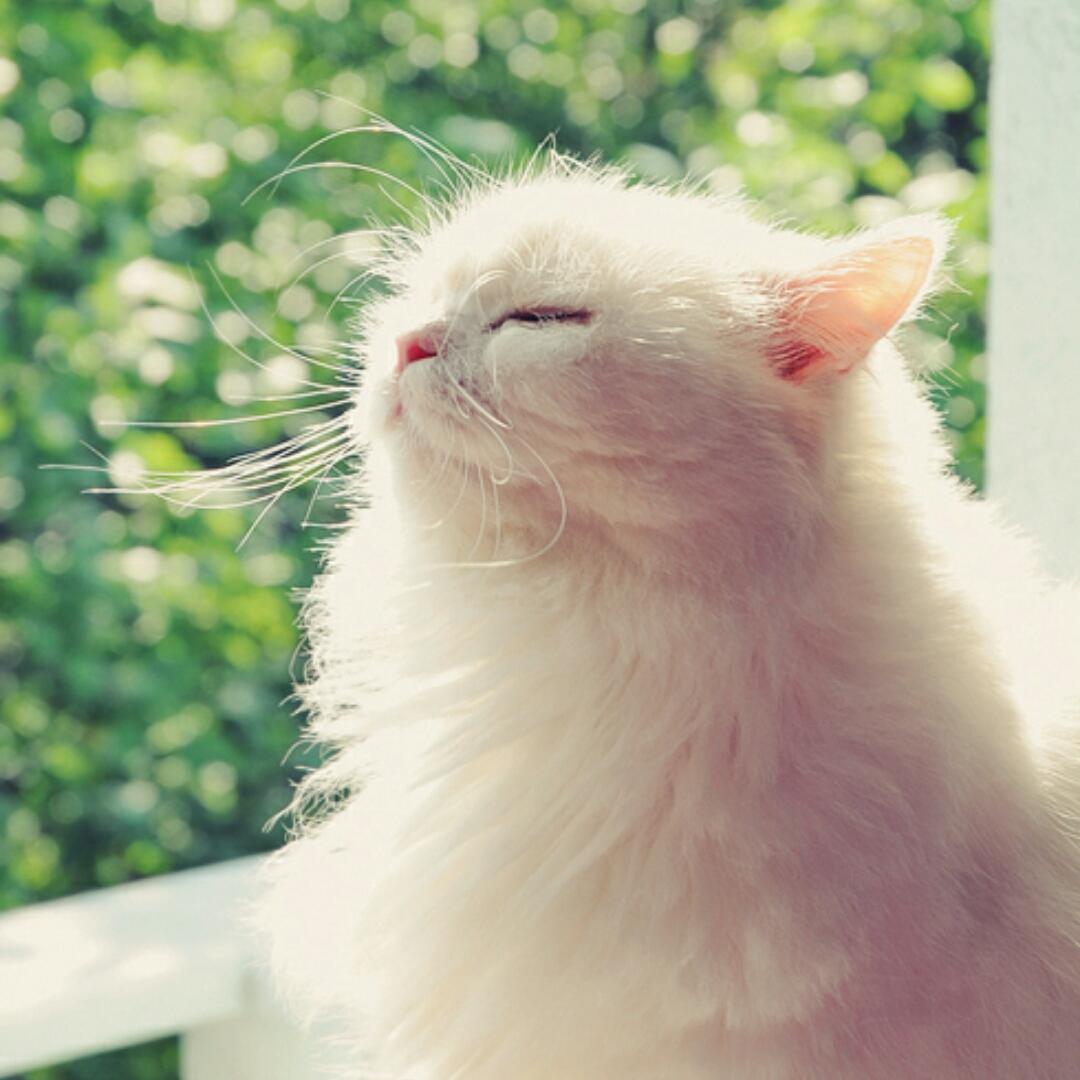胖奶奶的猫