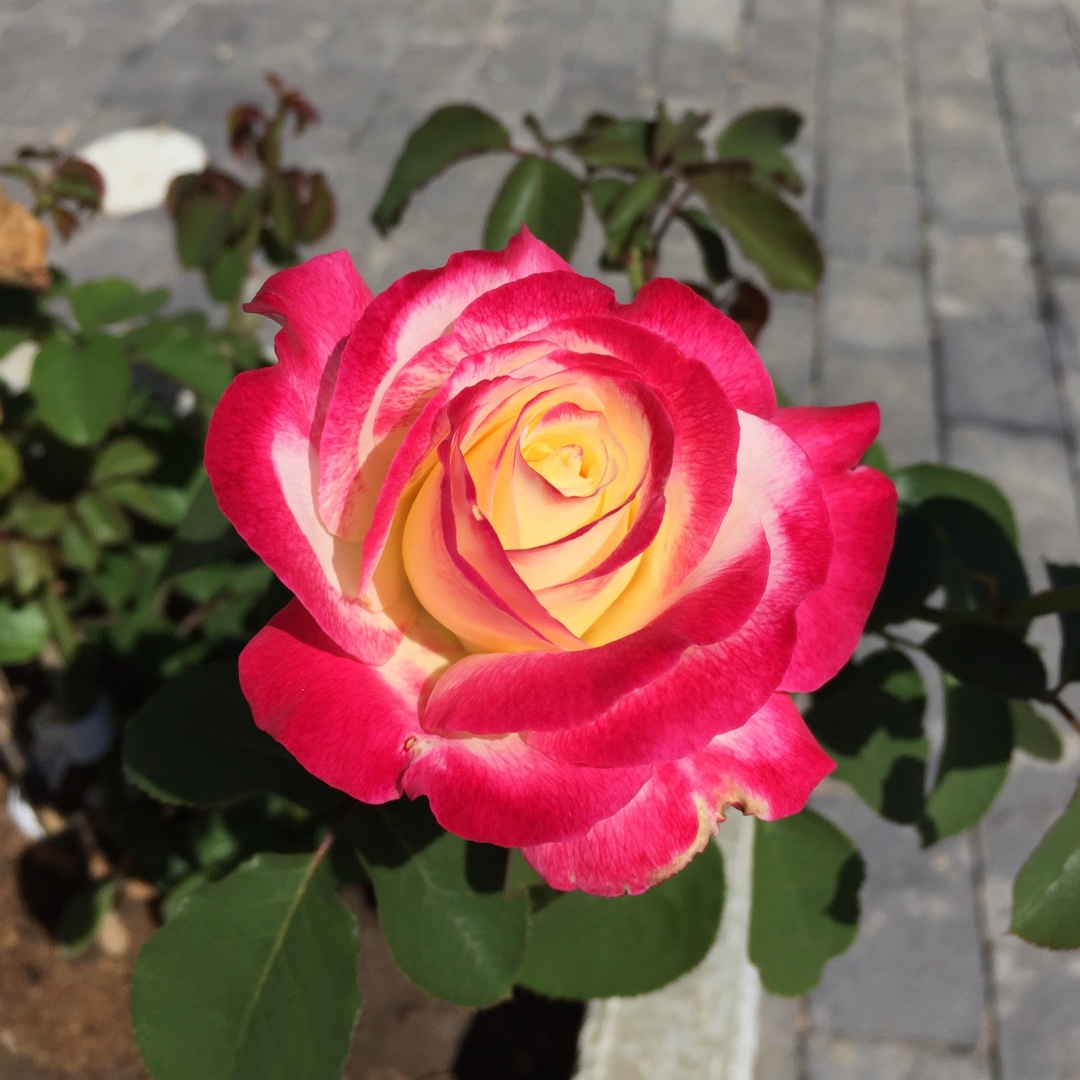 花花～