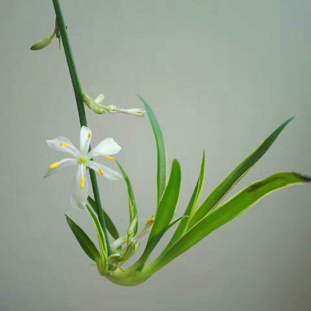 名字还木有想好