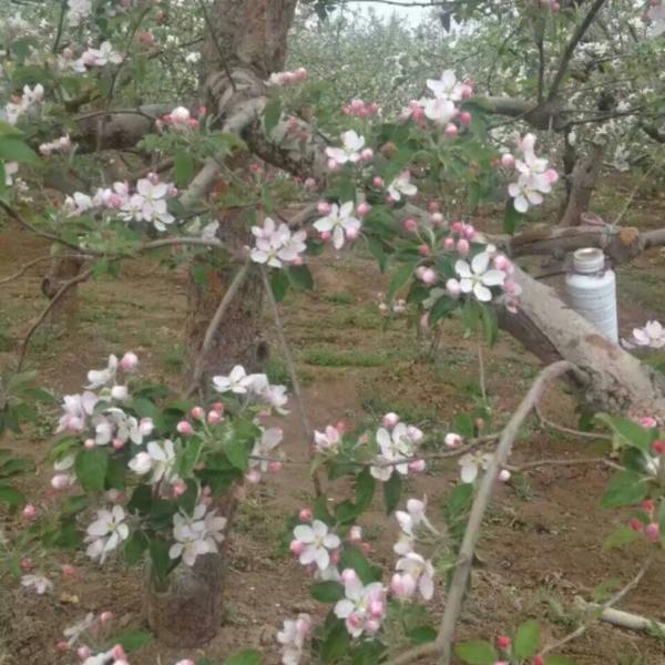 苹果花