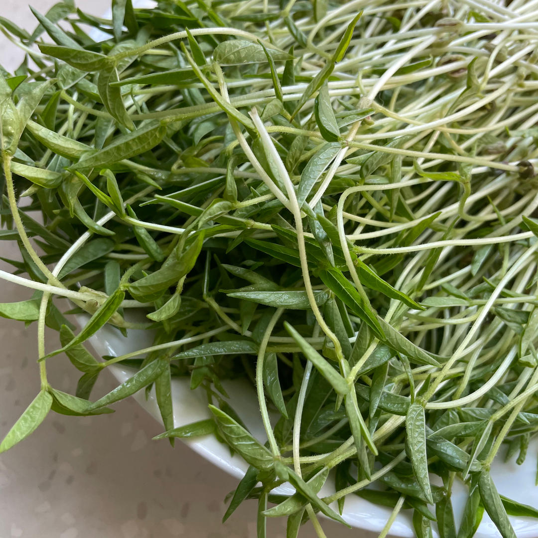 豆苗/芽苗菜～从栽培到上桌