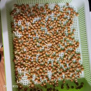 自发豌豆芽的做法 步骤4