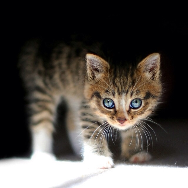 喵呜喵呜的小黑猫儿