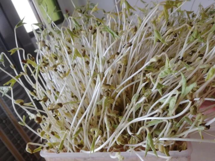 自发绿豆芽/自生豆芽/自制豆芽