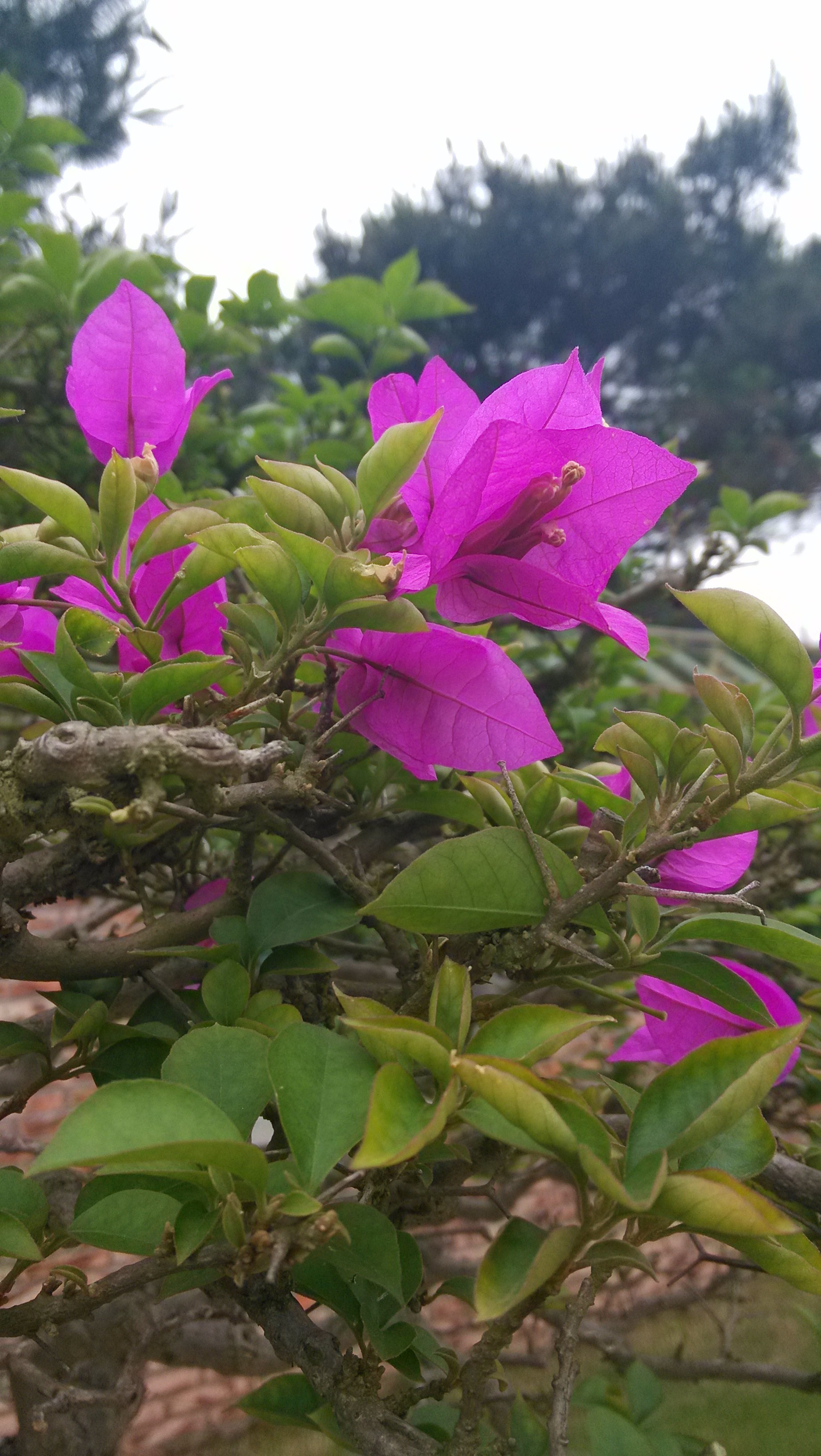 小猪班纳520