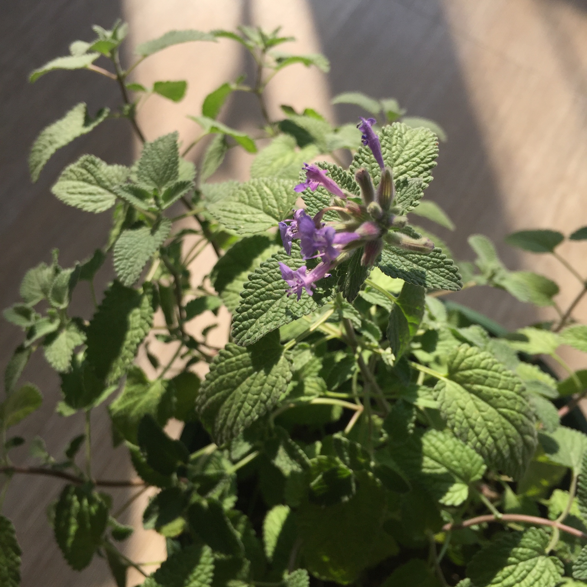 厨房种香草（tips大汇总…缓慢更新）