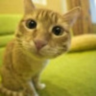 陈33