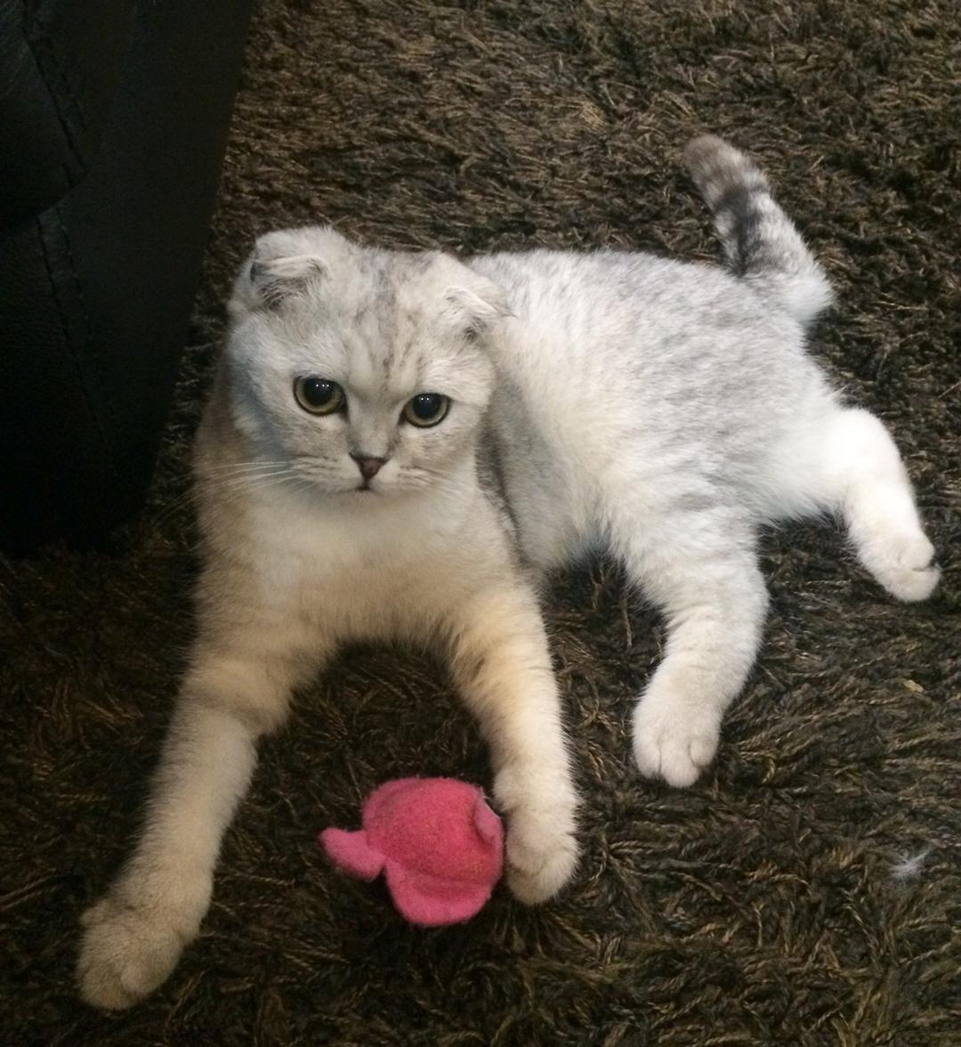 我家有萌宝🐹幸运y( ˙ᴗ. )耶~