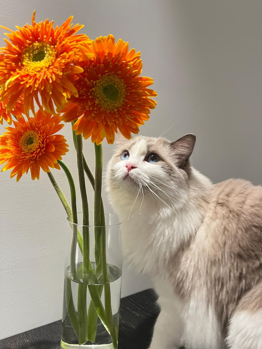 云吞自己吃的做法