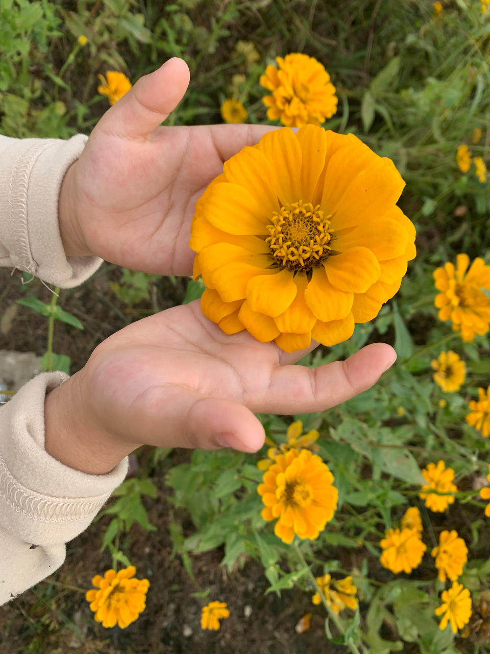 爱上了烘培的小白