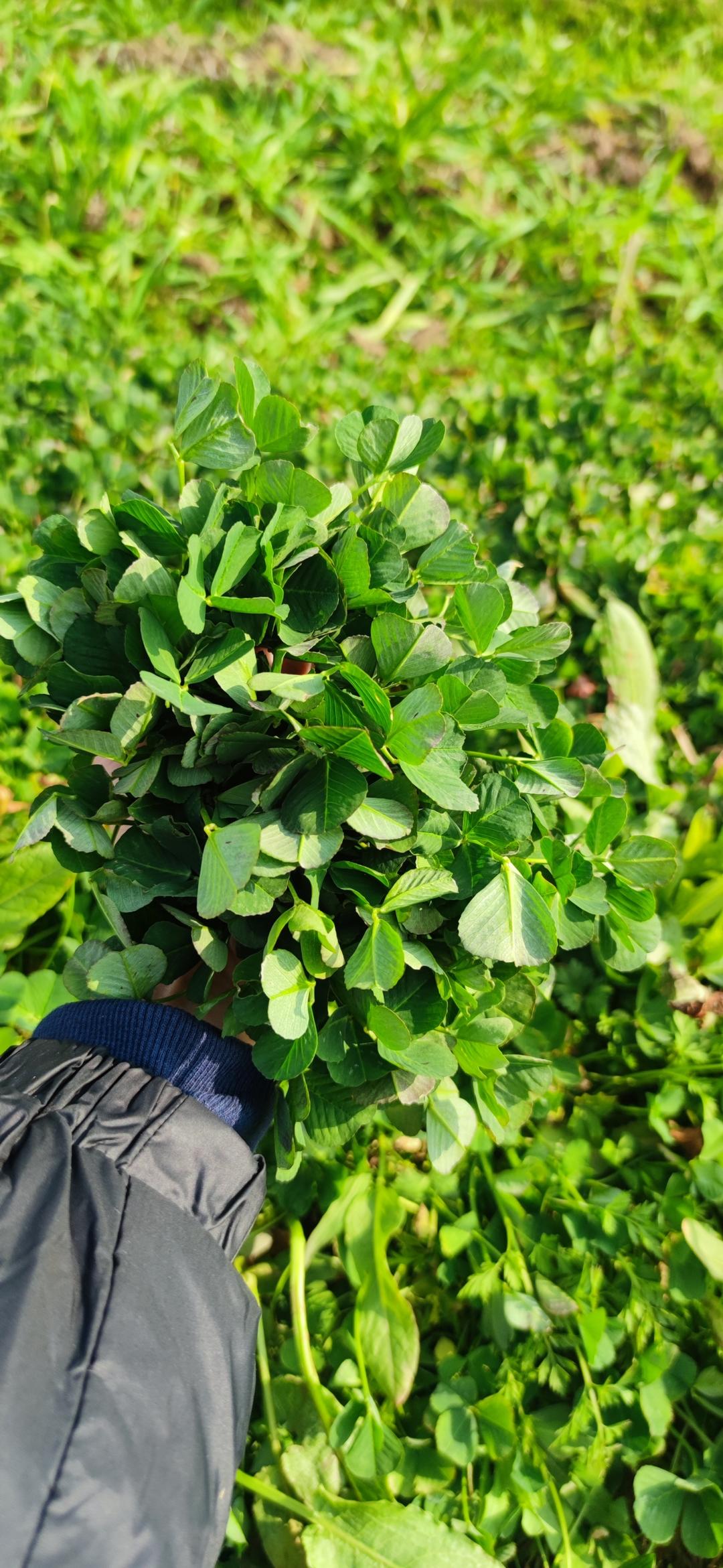 秘制野菜腌菜