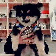 佩奇_乔治