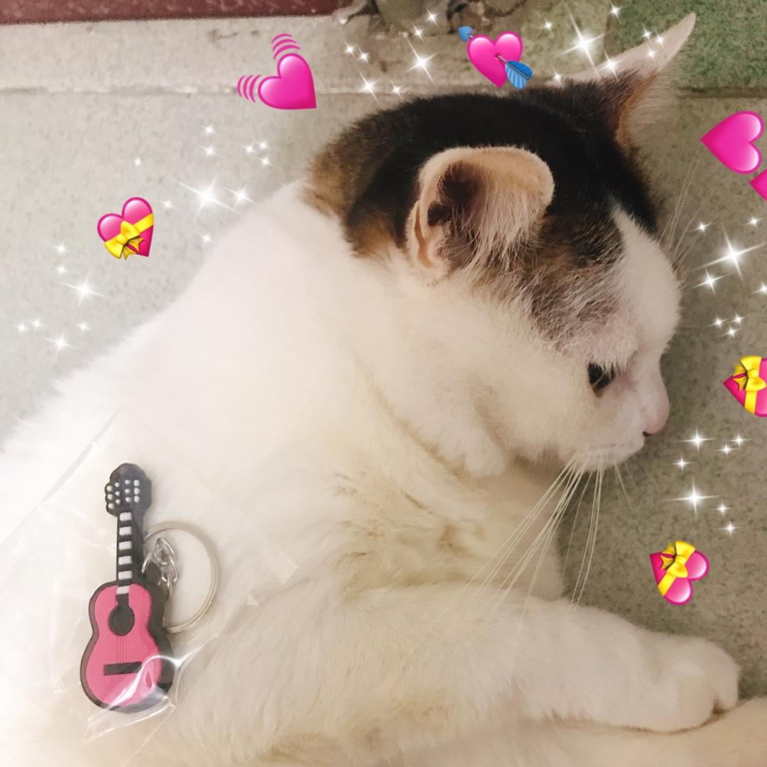 花花小喵喵