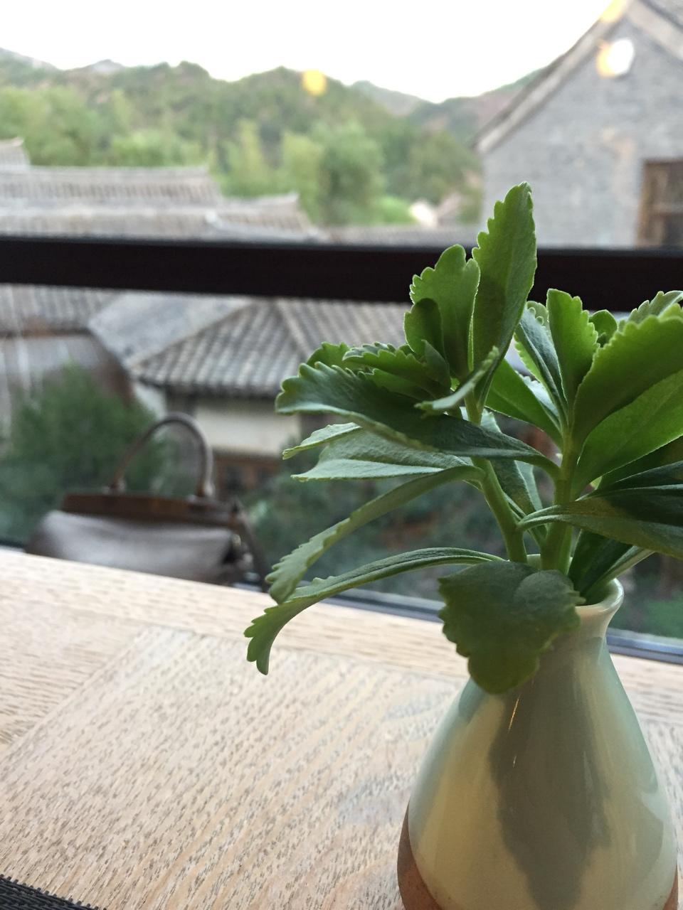 niā之植物