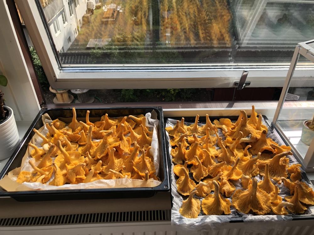 南法传统菜森林里的鸡油菌 Girolles à la forestière的做法 步骤2