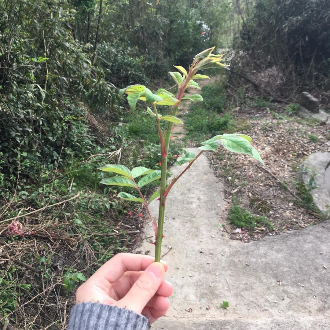 #漫长的白日梦#