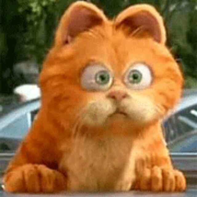 馋嘴又爱吃的加肥猫
