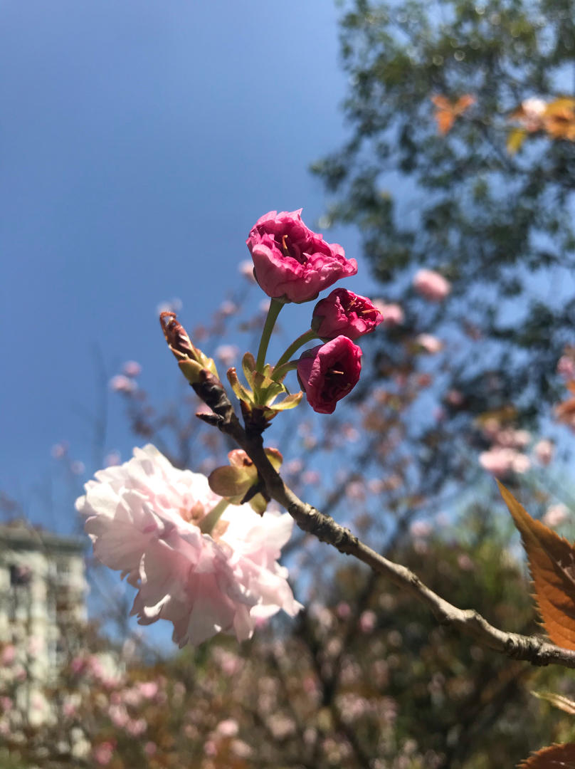 那些花儿1010