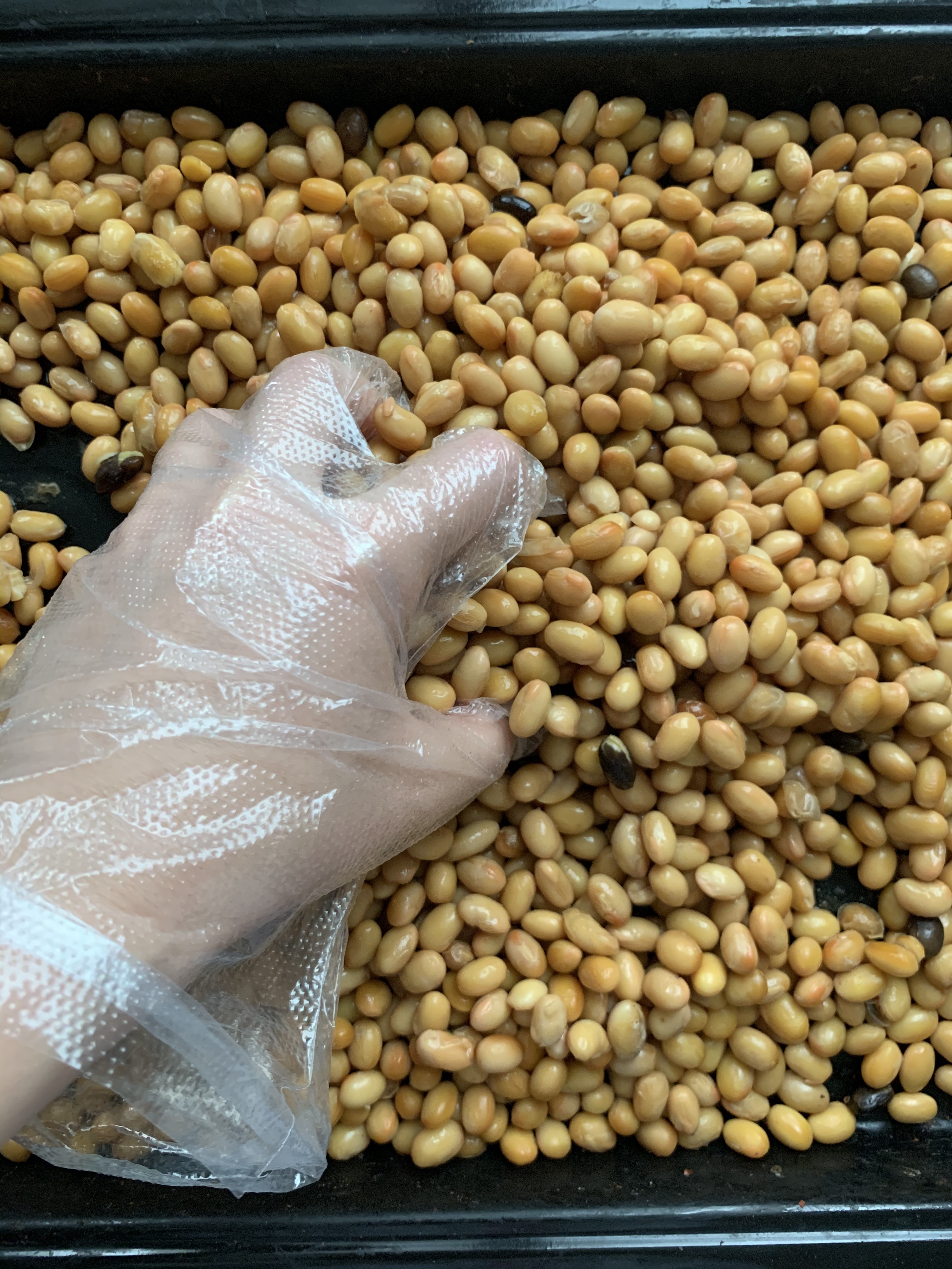 毛霉菌自制干豆豉（贵州风味）的做法 步骤3