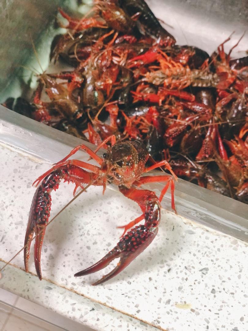 【最详细的清理小龙虾教程】医学解剖版