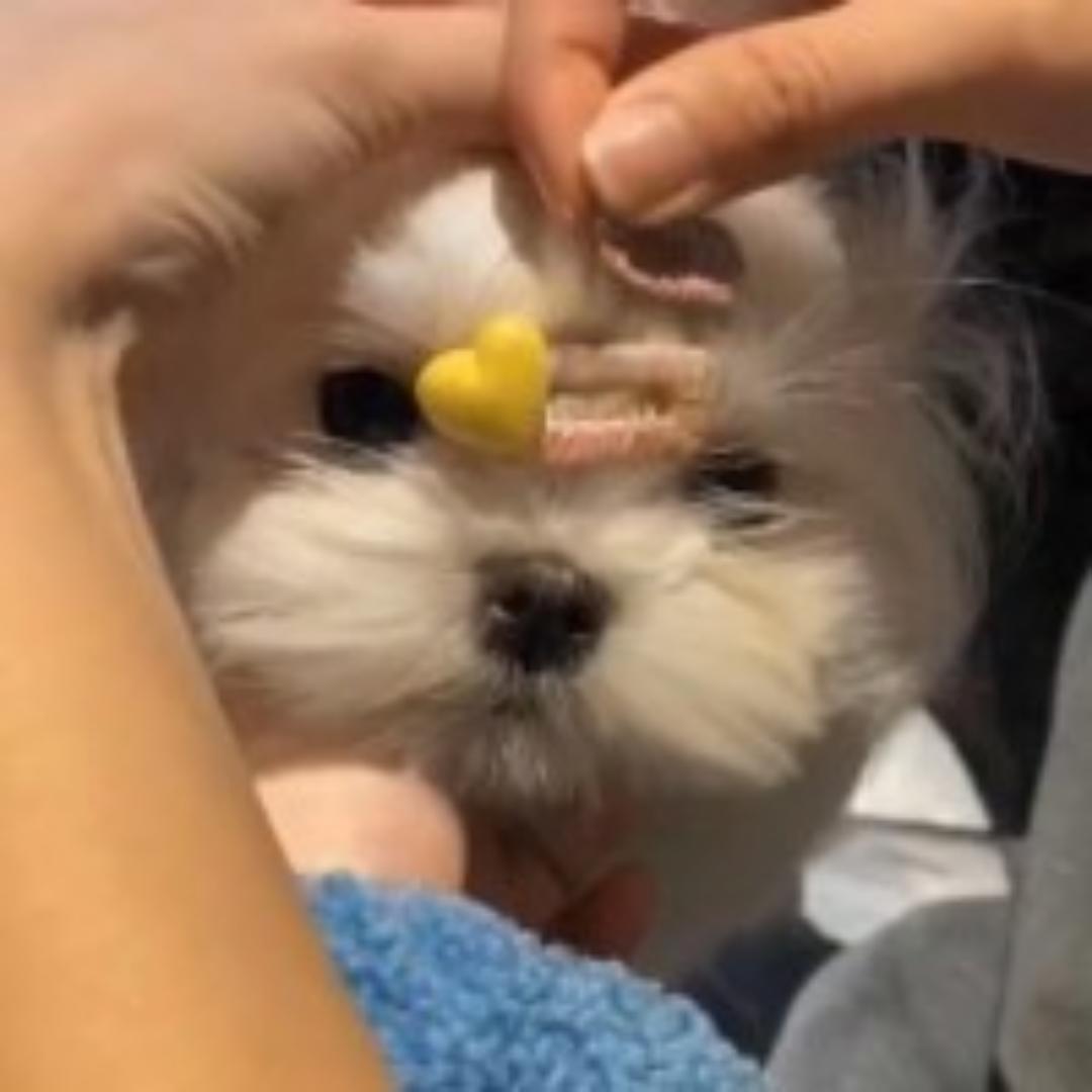 肉蟹煲小蟹