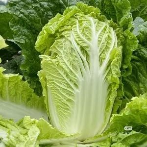 老品种露天有机大白菜最佳冬季蔬菜的做法