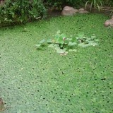 天宝妈咪