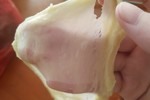 手揉手套膜 做红豆吐司 烘焙小白  水合法 新手成功揉出来了（新良高筋面粉）奶粉代替牛奶