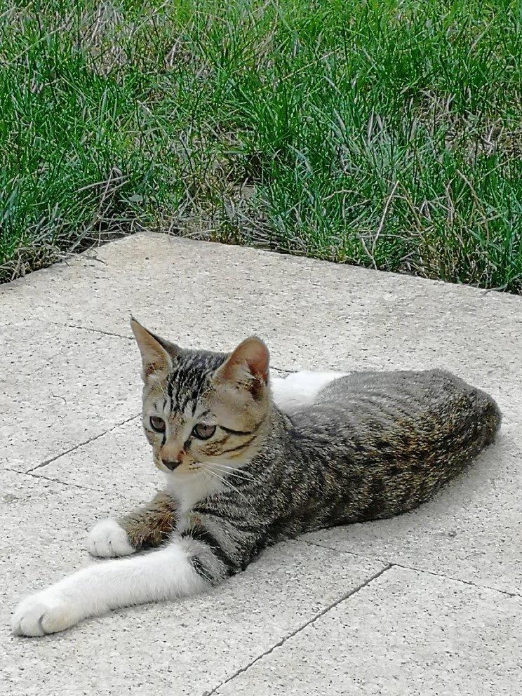 轻轻一按就碎掉的原味桃酥（不输猪油版）