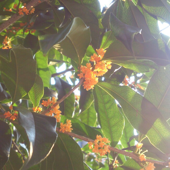 自制桂花蜜酱