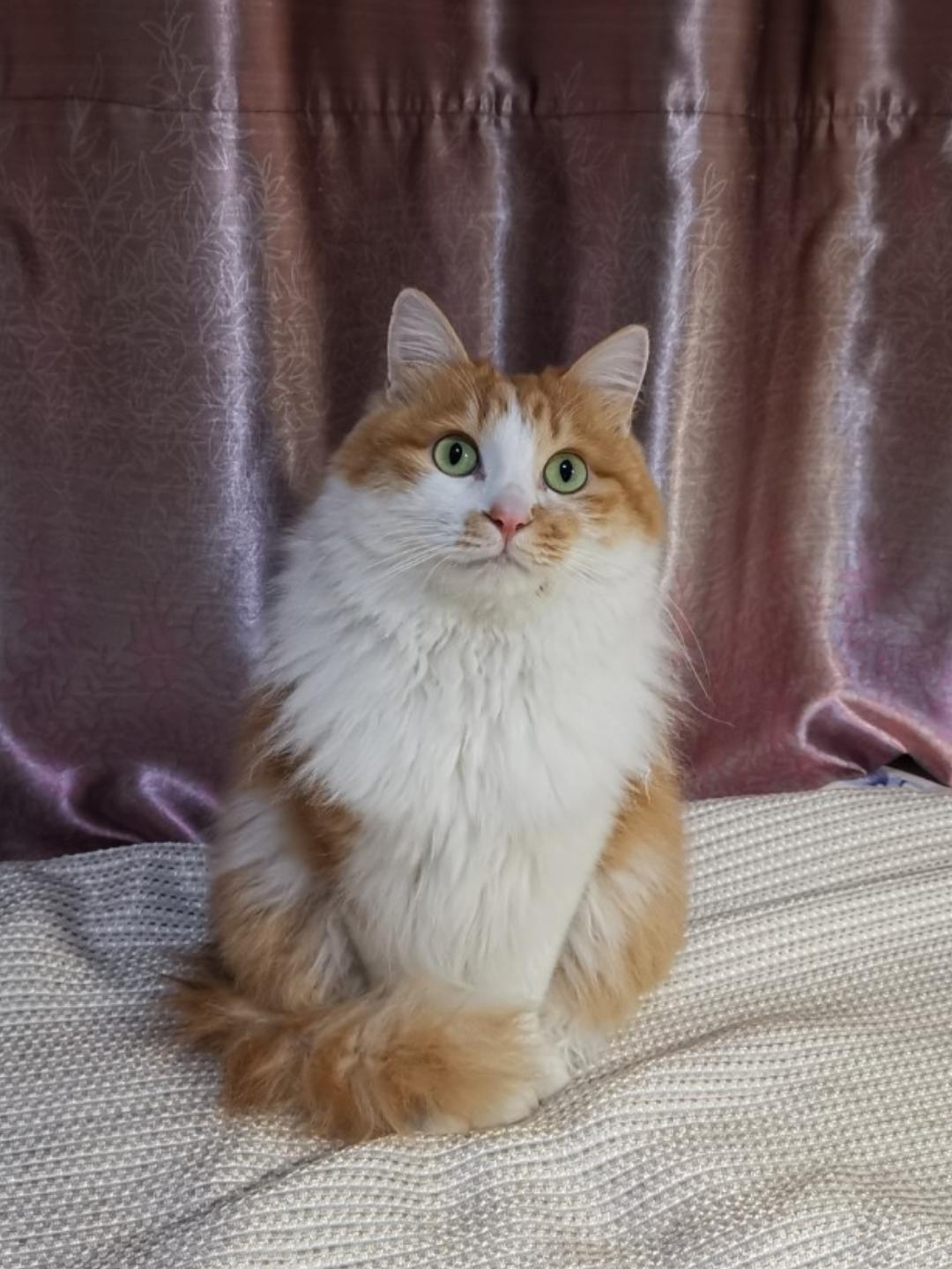 母猫大人