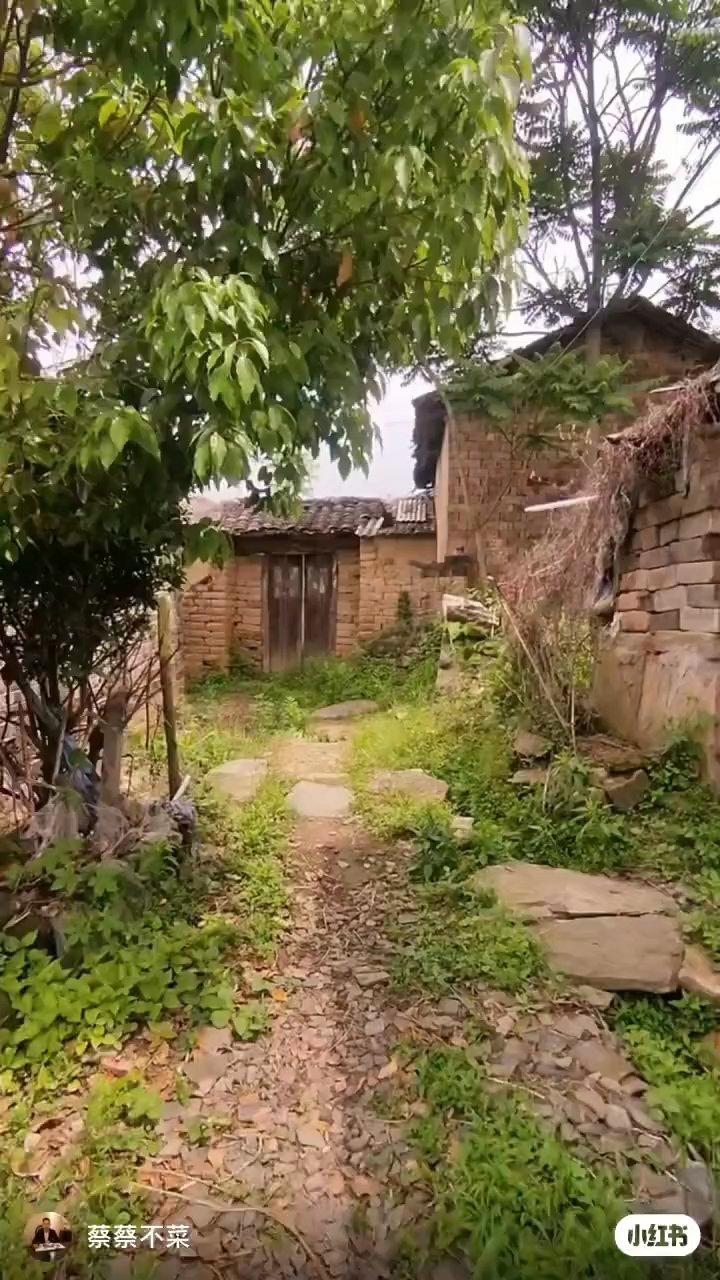 零失败❗️红糖马拉糕？松糕？发糕？