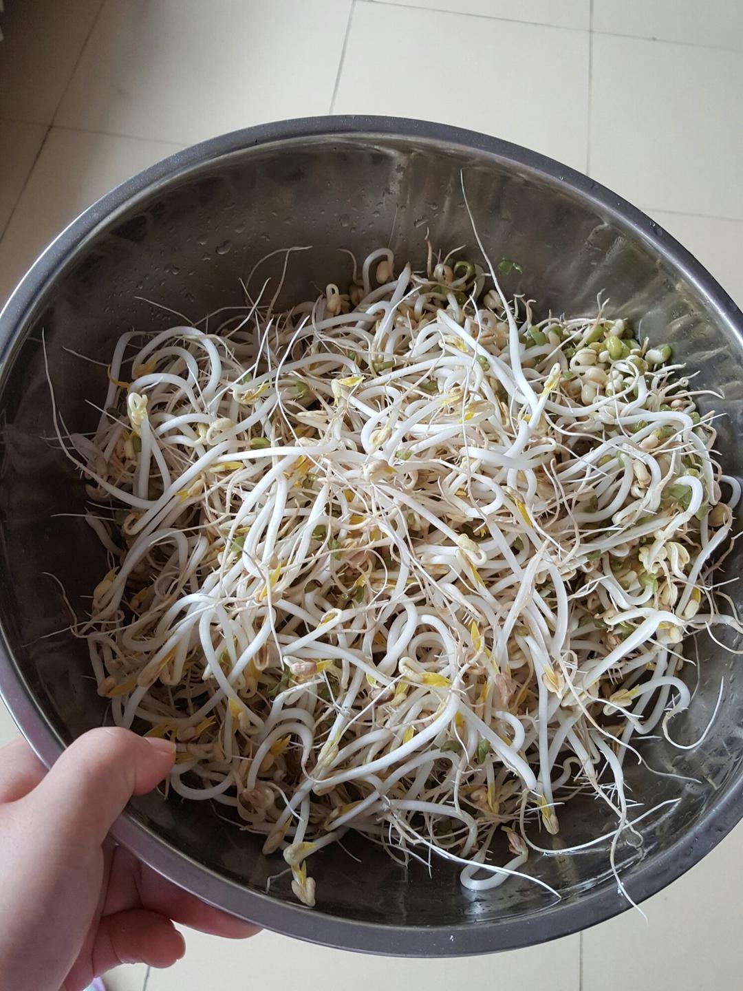 自发豆芽（可乐瓶发豆芽0失败！）