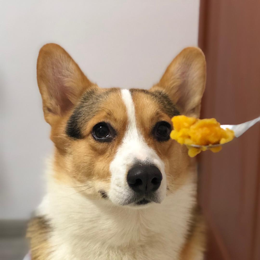 Yolanda贱贱的兔子