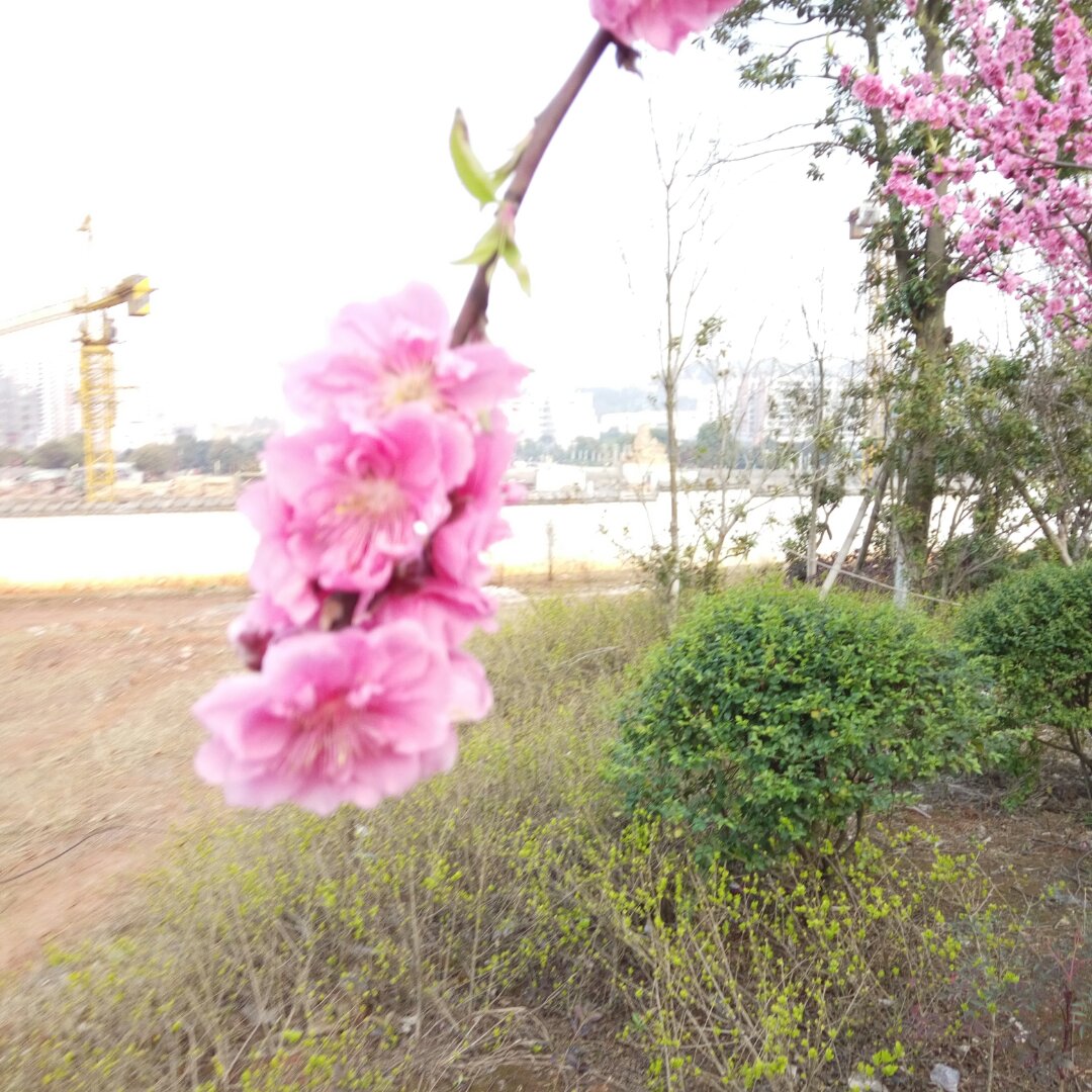 畅萌