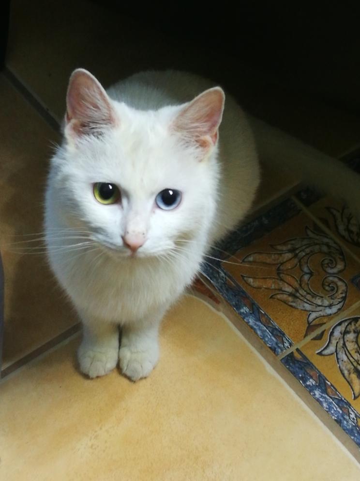 自制猫粮的做法