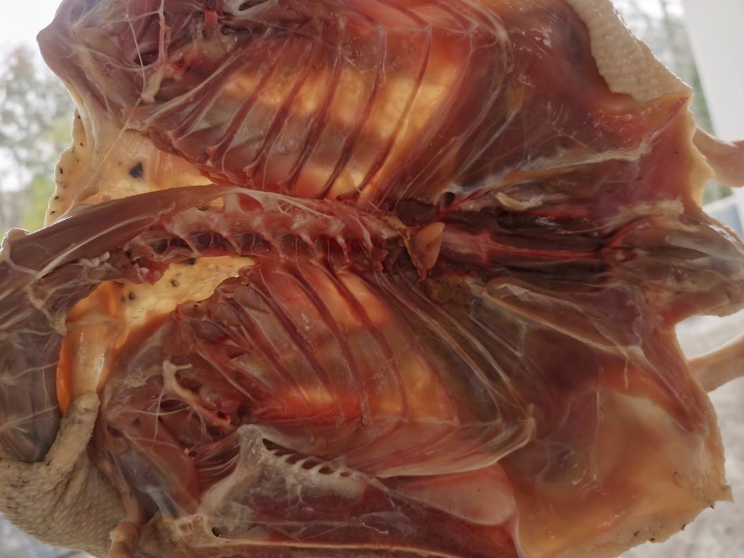 腊味   板鸭