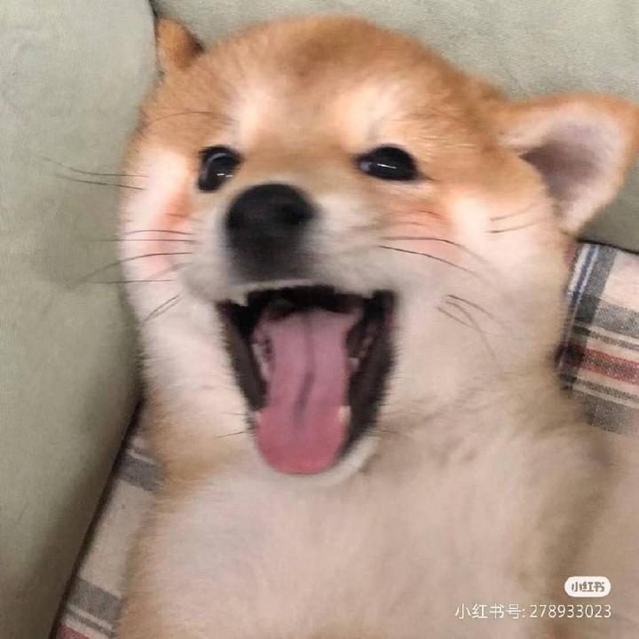 粉嫩小猪hhh